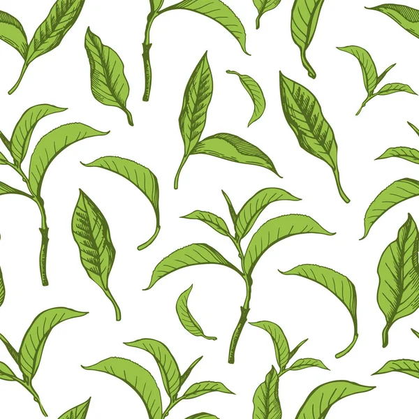 Vector hermosa ilustración con patrón de hojas de té verde. Fondo sin costuras . — Vector de stock