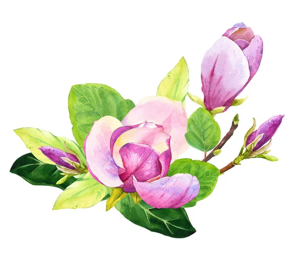 Spring composition with watercolor magnolia. Floral purple illustrations with realistic flowers on white background for your design and decor. — Stock Photo, Image