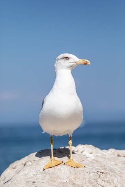 Kırmızı gözlü siyah başlı martı.