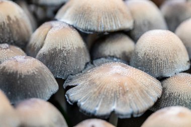 Bulutlu bir günde üst üste gelen mantarlar