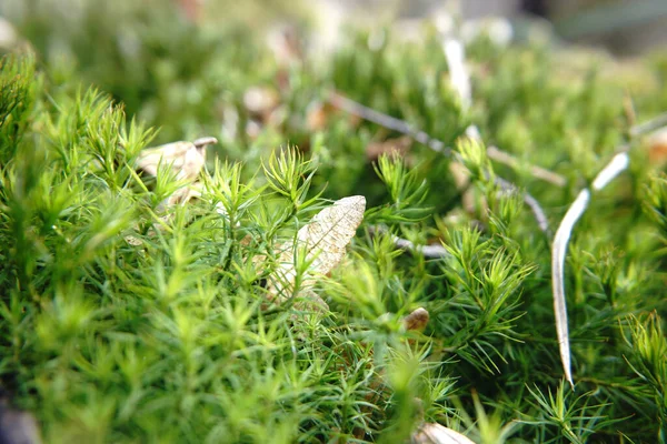 Groen Gras Ontspruiten Bosgrond — Stockfoto