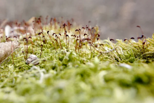 Green Moss Sprouting Grass — Stock Photo, Image