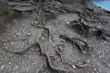 Ağaçların eski kökleri 