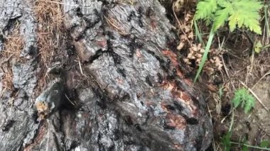 Ağaç kabuğundaki karıncaların yakın görüntüsü
