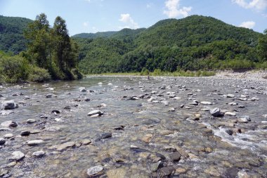 Dağlarda ve orman arka planında temiz dağ nehri                       