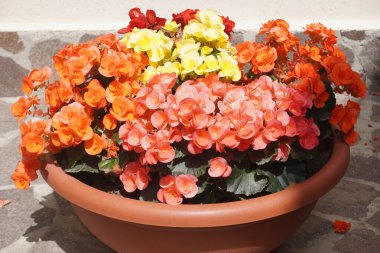 Saksıdaki güzel çiçek manzarası