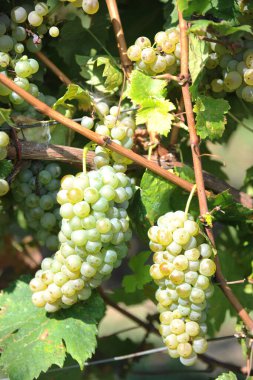 Lezzetli üzümlerin yakın plan görüntüsü