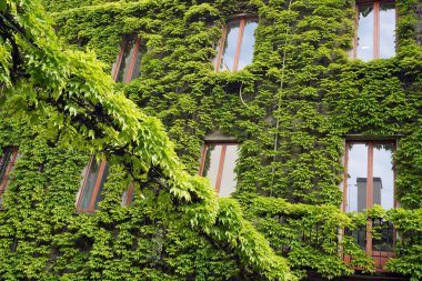 Duvarında sarmaşık bitkileri olan binanın manzarası. 