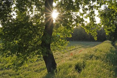 Yeşil ağaçlarla kaplı yaz manzarası, ağaç dallarının arasından güneşi görmek. 