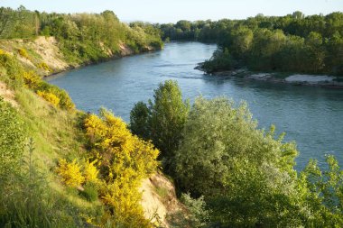 Nehir ve ağaçlarla dolu yaz manzarası 