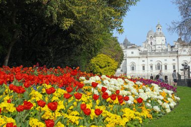 Renkli lale çiçekli bahçe, bahar ve doğa St. James Park Londra 'da.