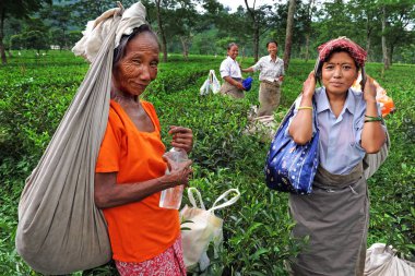 Darjeeling, Hindistan 8 Mart 2019 - Hintli kadınlar çay tarlalarında çalışıyor - tarım ve kadın işçiler