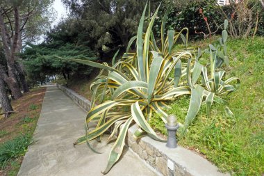 Parkta yol manzarası, parkta kaldırım. 