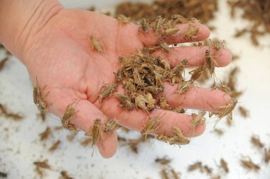 Birçok cırcır böceği erkeğin elinde.