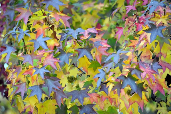 Outono Folhas Árvores Várias Cores Parque — Fotografia de Stock