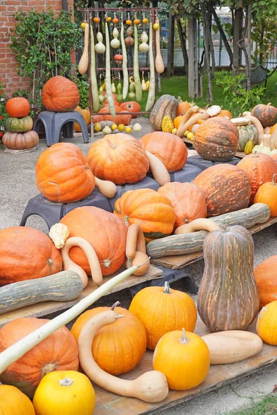 various kind pumpkins exposed in gardens for the Halloween party