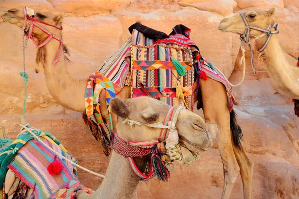 Kameler Nära Öknen Rajasthan India — Stockfoto