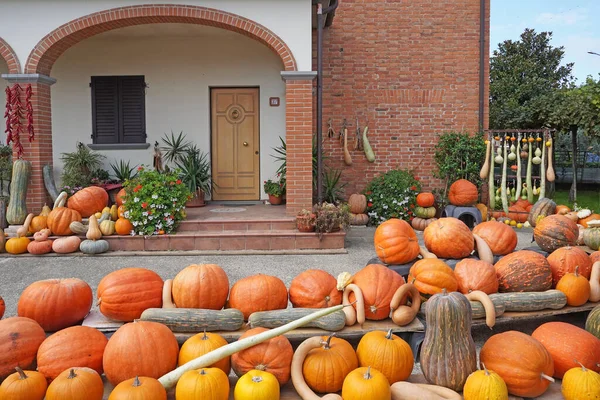 various kind pumpkins exposed in gardens for the Halloween party