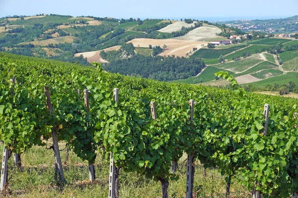 View Vineyards Langhe Piedmont Italy — Stock Photo, Image