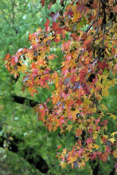 Outono Folhas Árvores Várias Cores Parque — Fotografia de Stock