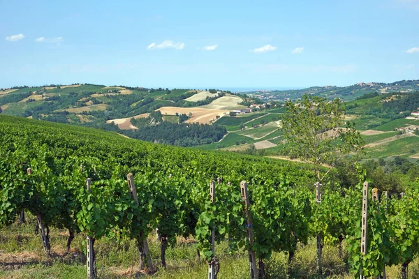 イタリア パヴィア ブロニ オルトレポ パヴェーゼのブドウ畑 ワイン生産の爆撃の領域 バーバーとピノ — ストック写真