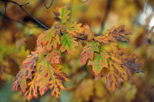 Outono Folhas Árvores Várias Cores Parque — Fotografia de Stock