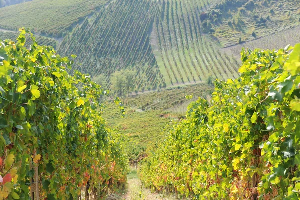 Summer Vineyard Northern Italy — Stock Photo, Image