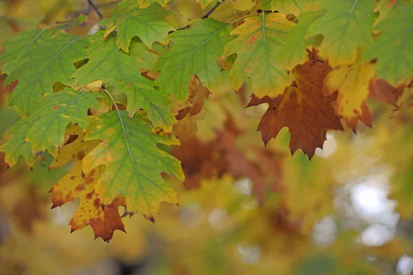 Automne Feuilles Arbres Différentes Couleurs Dans Parc — Photo