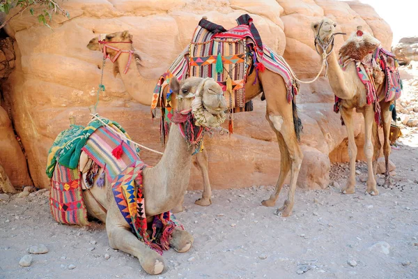 Cammelli Nel Deserto — Foto Stock