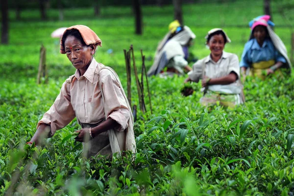 Darjeeling India Marzo 2019 Las Mujeres Indias Trabajan Plantaciones Agricultura — Foto de Stock