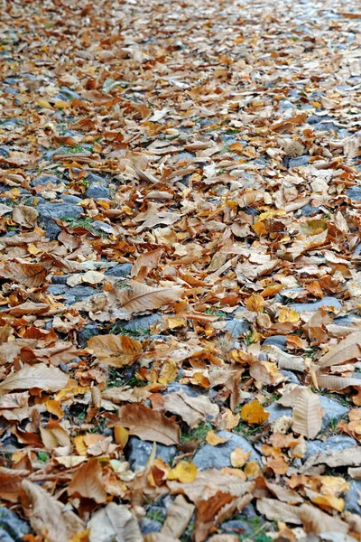 Yellow Maple Leaves Puddle — Stock Photo, Image