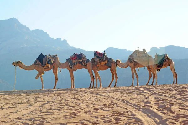 Camellos Desierto — Foto de Stock