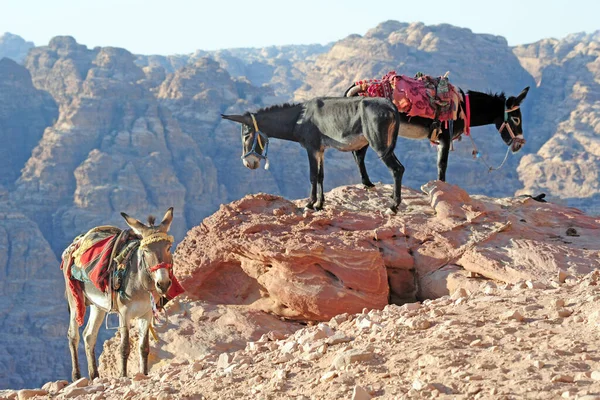 Burro Desierto — Foto de Stock