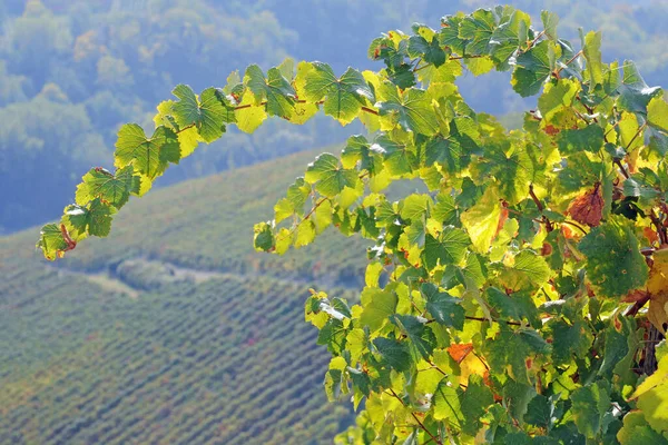 Summer Vineyard Northern Italy — Stock Photo, Image