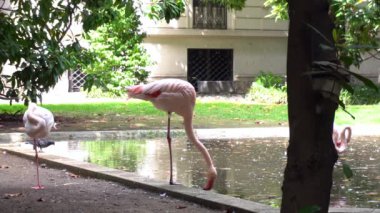 Avrupa, İtalya, Milano Nisan 2020 - Villa Invernizzi şehir merkezinde - Pembe flamingolar göl ve yeşil doğa ağaçlarıyla kaplı bahçede covid19 Coronavirus salgını sırasında - doğa ve hayvan