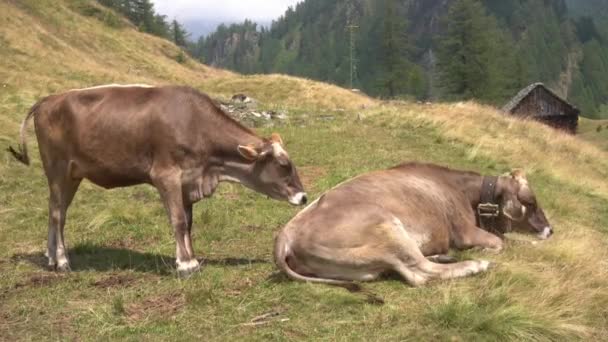 イタリア アルプス デヴェロの自然の山の風景のアルプスでの牛の放牧の美しい景色 — ストック動画