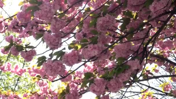 ヨーロッパ イタリア ミラノ 春に到着し 街のダウンタウンに光の反射を持つ公園でピンクの花の木 — ストック動画