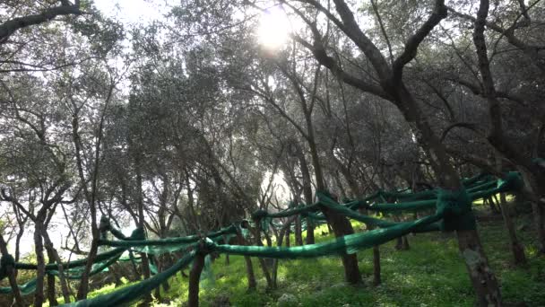 Bela Paisagem Primavera Com Árvores Folhas Verdes — Vídeo de Stock