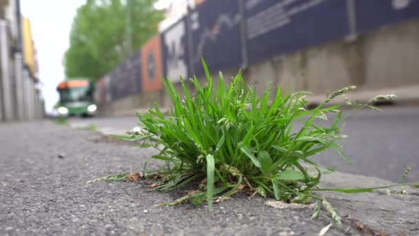 Italia Milán Abril 2020 Ciudades Desertas Sin Personas Naturaleza Del — Vídeos de Stock