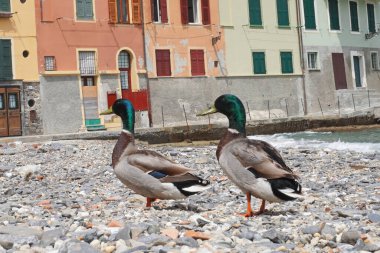 Nehirdeki güvercinler