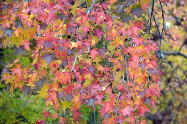 Arka planda parkta güzel bir sonbahar