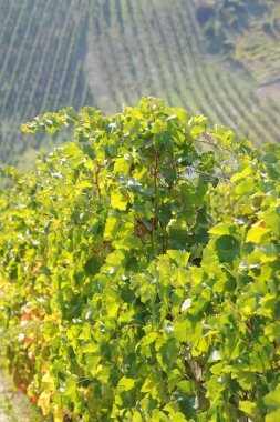 Kuzey İtalya 'da yaz üzüm bağları