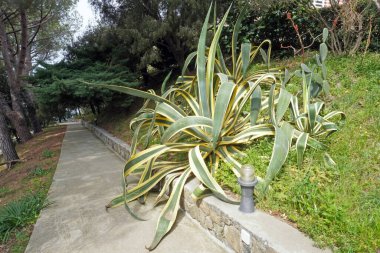 Park sahnesindeki güzel tropikal bitki 