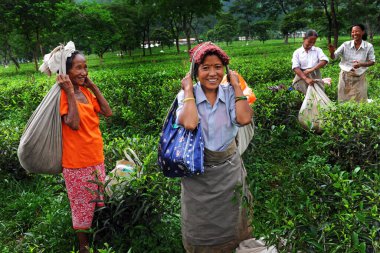 Darjeeling, Hindistan 8 Mart 2019 - Hintli kadınlar çay tarlalarında çalışıyor - tarım ve kadın işçiler