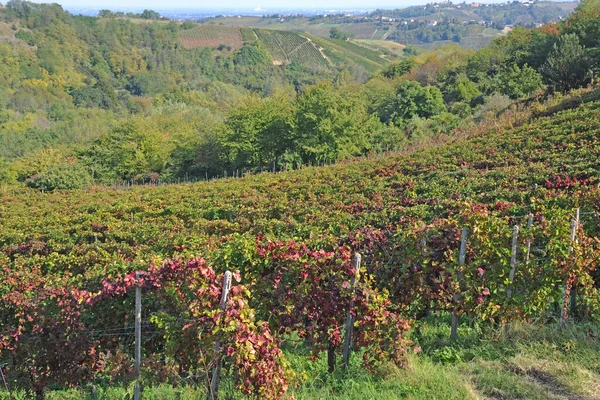 Летний Виноградник Северной Италии — стоковое фото