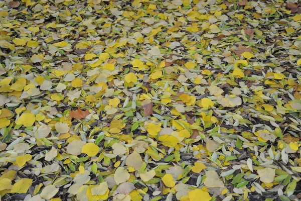 Outono Paisagem Com Folhas Amarelas Cidade Milão — Fotografia de Stock