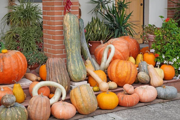 various kind pumpkins exposed in gardens for the Halloween party