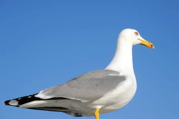 Een Meeuw Staat Tegen Een Achtergrond Van Lucht — Stockfoto