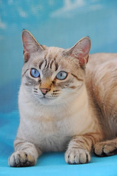 Mooie Kat Met Turquoise Blauwe Ogen Gestreepte Witte Vacht Een — Stockfoto