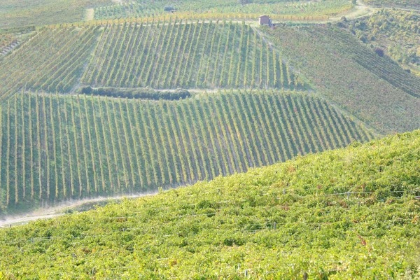 Summer Vineyard Northern Italy — Stock Photo, Image